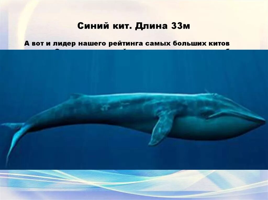 Синий кит (длина 33 м). Габариты синего кита. Голубой кит 33 метра. Самый большой синий кит.