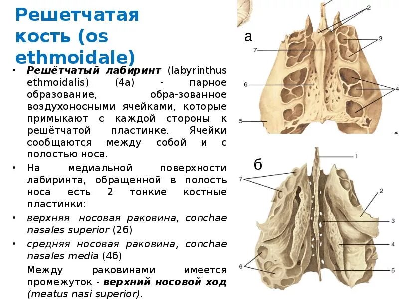 Решетчатый лабиринт. Решетчатая кость костный лабиринт. решётчатая кость вид справа и спереди. решетчатая кость решетчатый лабиринт. решетчатый лабиринт решетчатой кости анатомия.