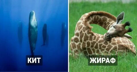 Кто это же животное