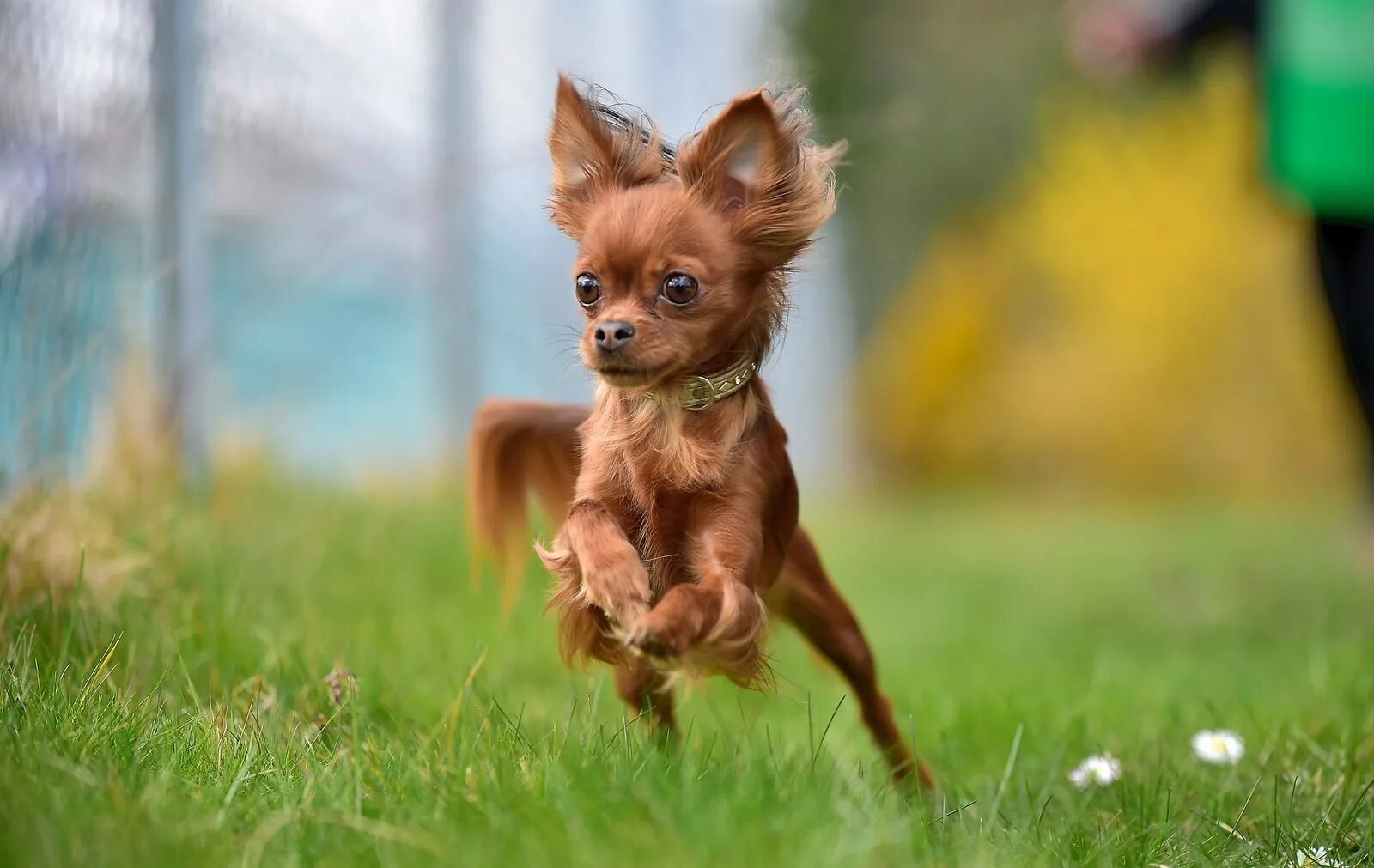 Название породы самой маленькой собаки. Рыжий чихуахуа тойтерьер. Лисий пинчер длинношерстный. Той терьер коротконогий. Собака русский той терьер.