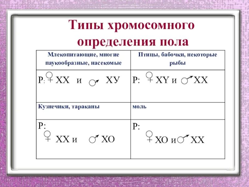 Когда происходит генетическое определение пола у человека