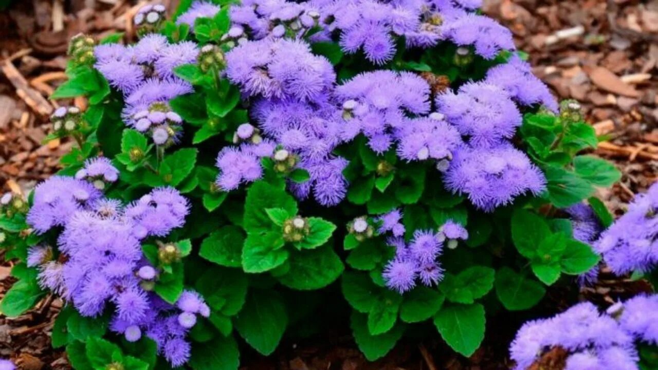 Агератум Хоустона голубой. Агератум Хоустона (Ageratum houstonianum). Агератум АЛОХА. Агератум синий.