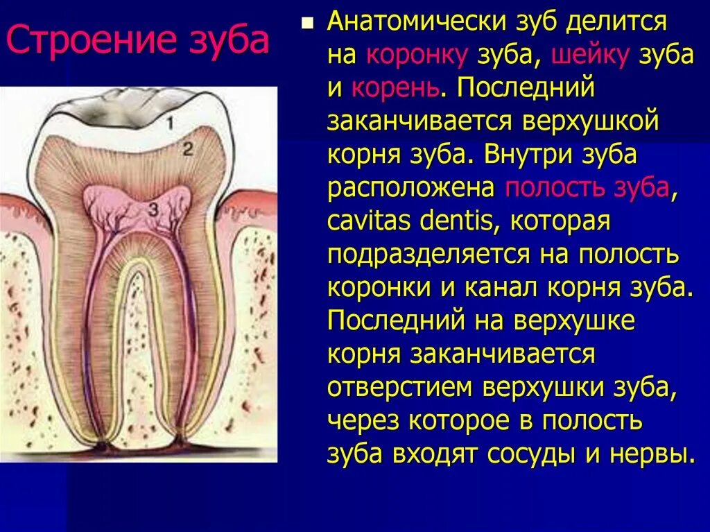 Строение зуба. Анатомическая и клиническая коронка зуба. Зубы анатомия.