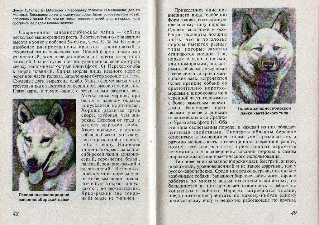 Параметры западно сибирской лайки. Стандарт породы восточносибирская лайка. Западно-сибирская лайка характеристика. Вес западно сибирской лайки в 2 месяца. Лайка вес щенка.
