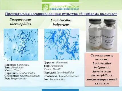 Закваска термофильных молочнокислых стрептококков