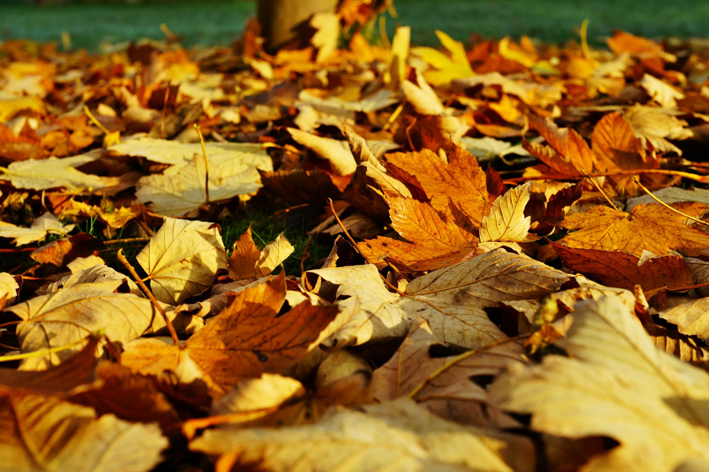 Осенние листья. Листья на земле. Листва на земле. Природа осень листопад. Ворох желтых листьев
