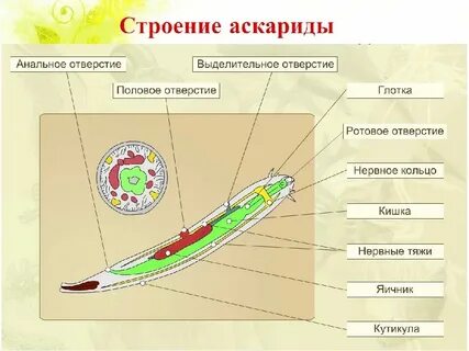План конспект круглые черви