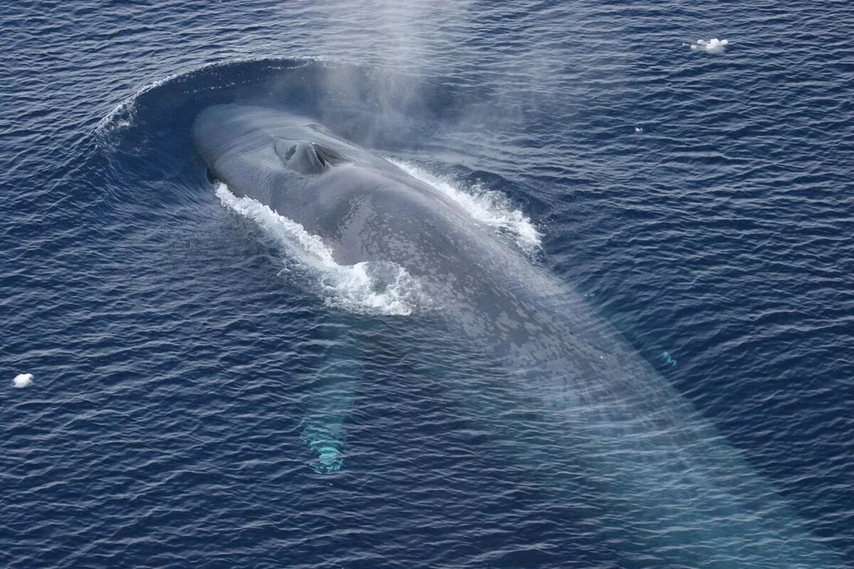 Синий кит (голубой кит). Синий кит блювал. Синий кит 33 метра. Голубой кит блювал.
