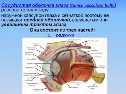 Пигмент сосудистой оболочки глаза
