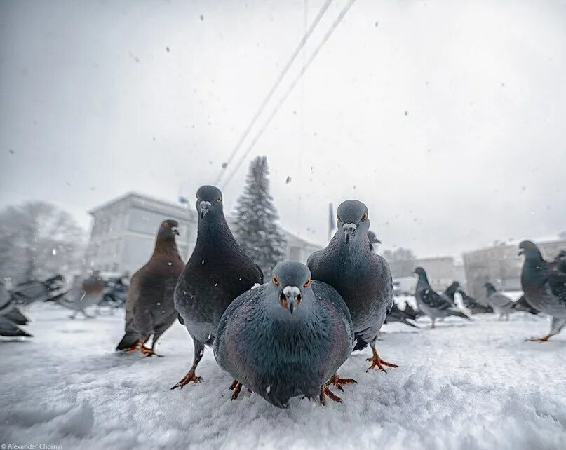 Альбом с голубем