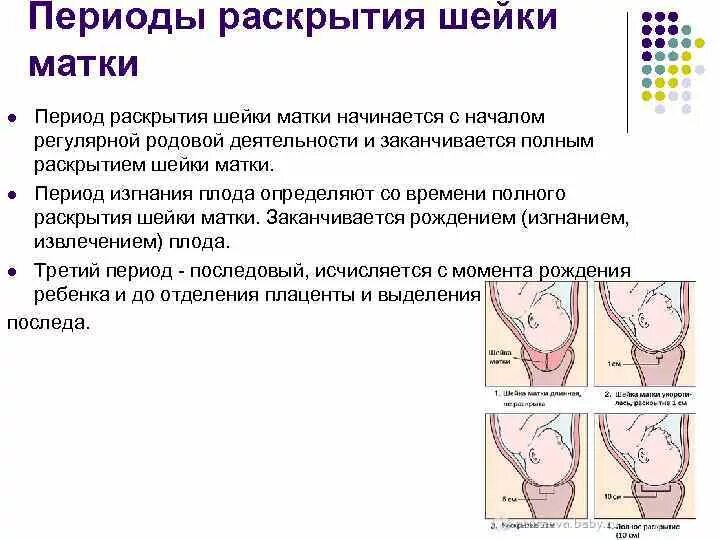 На сколько пальцев родах. Периоды раскрытия шейки. Раскрытие шейки матки перед родами. Раскрытие шейки матки в родах.