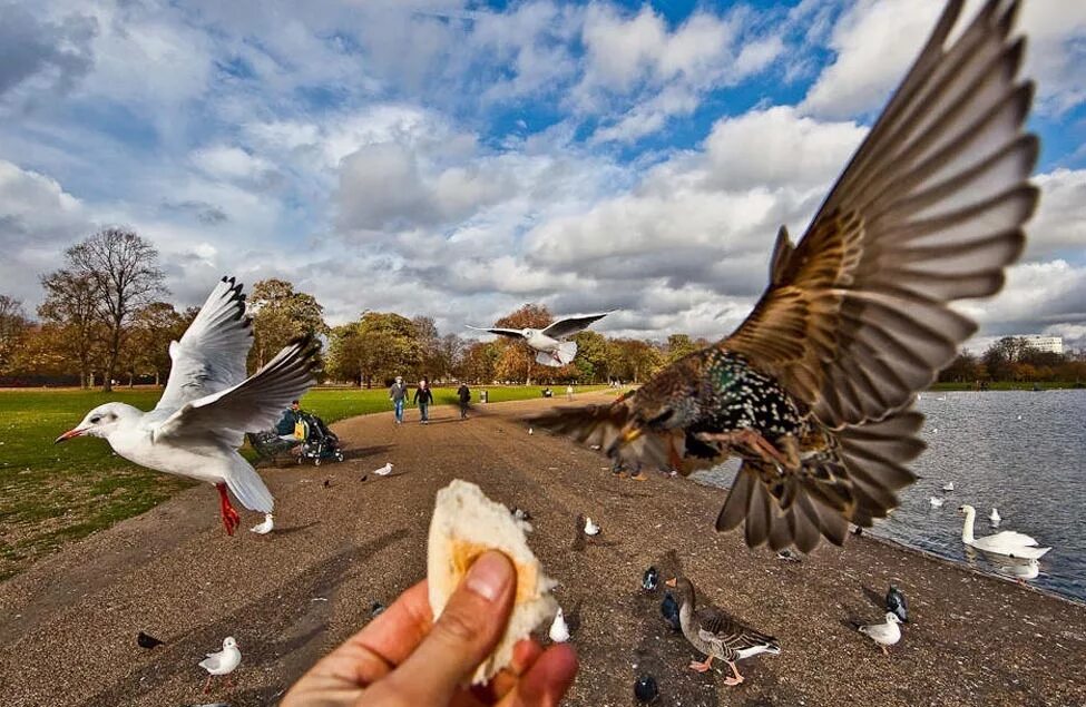 Фотографировать птиц. Голодные птицы. Человек кормит птиц.