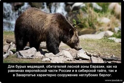 Интересные факты о животных лесных зон