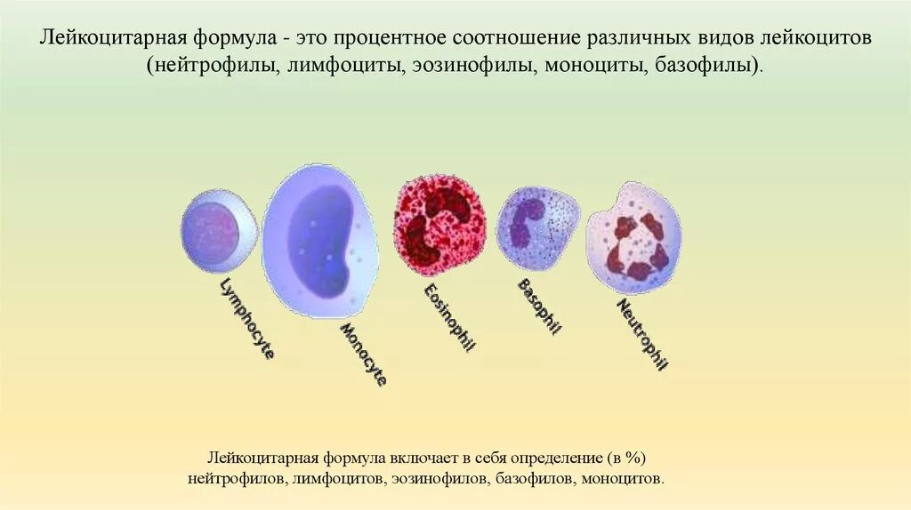Лейкоцитов 0 что значит. Моноциты в лейкоцитарной формуле. Лейкоциты фагоциты лейкоцитарная формула. Мазок крови лейкоцитарная формула. Лейкоцитарная формула методика подсчета лейкоцитов.