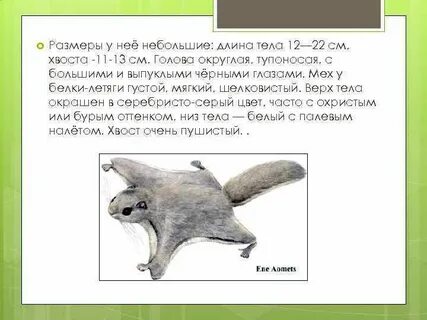 Сообщение белка летяга 4 класс окружающий мир