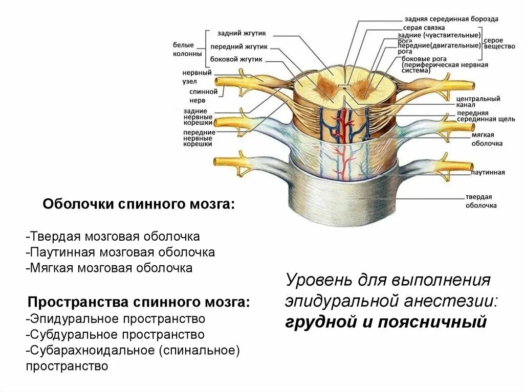 Твердая паутинная и мягкая оболочка спинного мозга. Пространство между твердой и паутинной оболочками спинного. Спинной мозг строение, оболочки и МЕЖОБОЛОЧЕЧНЫЕ пространства. Пространство между твердой и паутинной оболочками спинного мозга:.