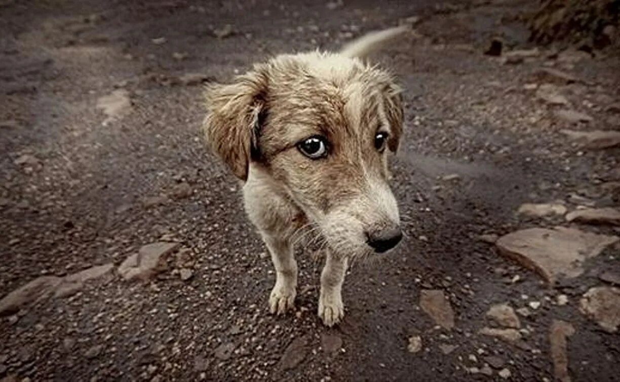 Жалкие обои. Бездомные животные. Голодные бездомные животные. Бедные бездомные животные. Бездомный пес.