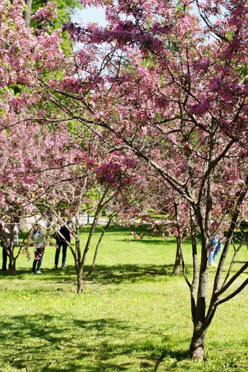 Москва сейчас деревья. Парк Царицыно Сакура. Царицыно цветение яблонь. Царицыно парк Яблоневый сад. Парк Царицыно яблони.
