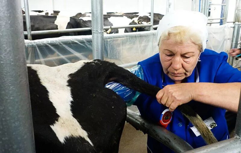 Осеменитель и жизнь с загипнотизированной. Осеменитель профессия. профессия осеменатор. ветеринар осеменитель коров.