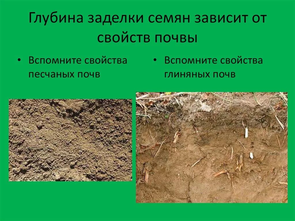 От чего зависит почва. Глубина заделки семян. глубина заделки семян зависит. глубина заделки семян семян. глубина заделки семян в почву.