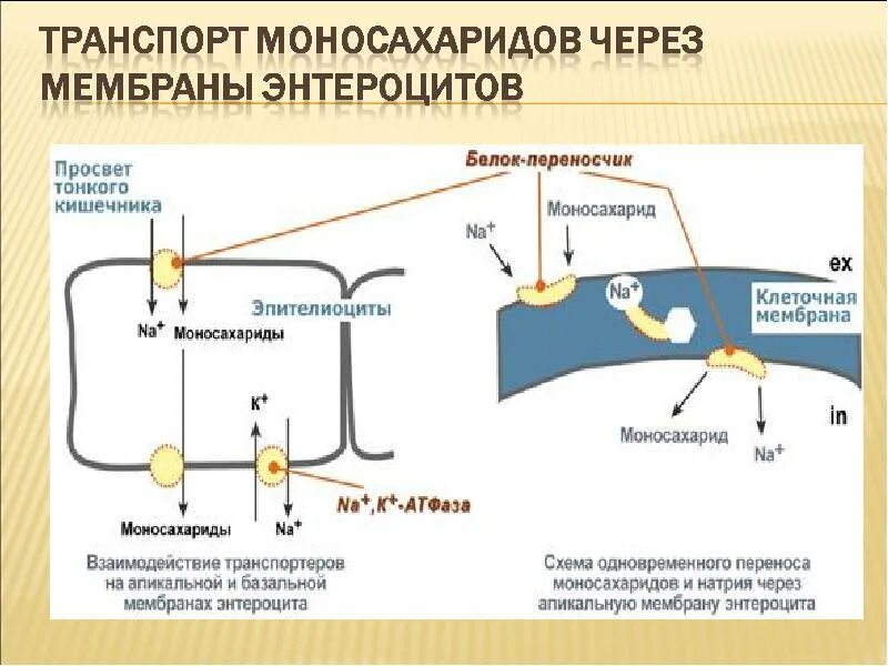 Первично активный транспорт и вторично активный транспорт. Активный транспорт. Вторичный активный транспорт. Вторично активный транспорт глюкозы. Механизм транспорта глюкозы через мембраны.