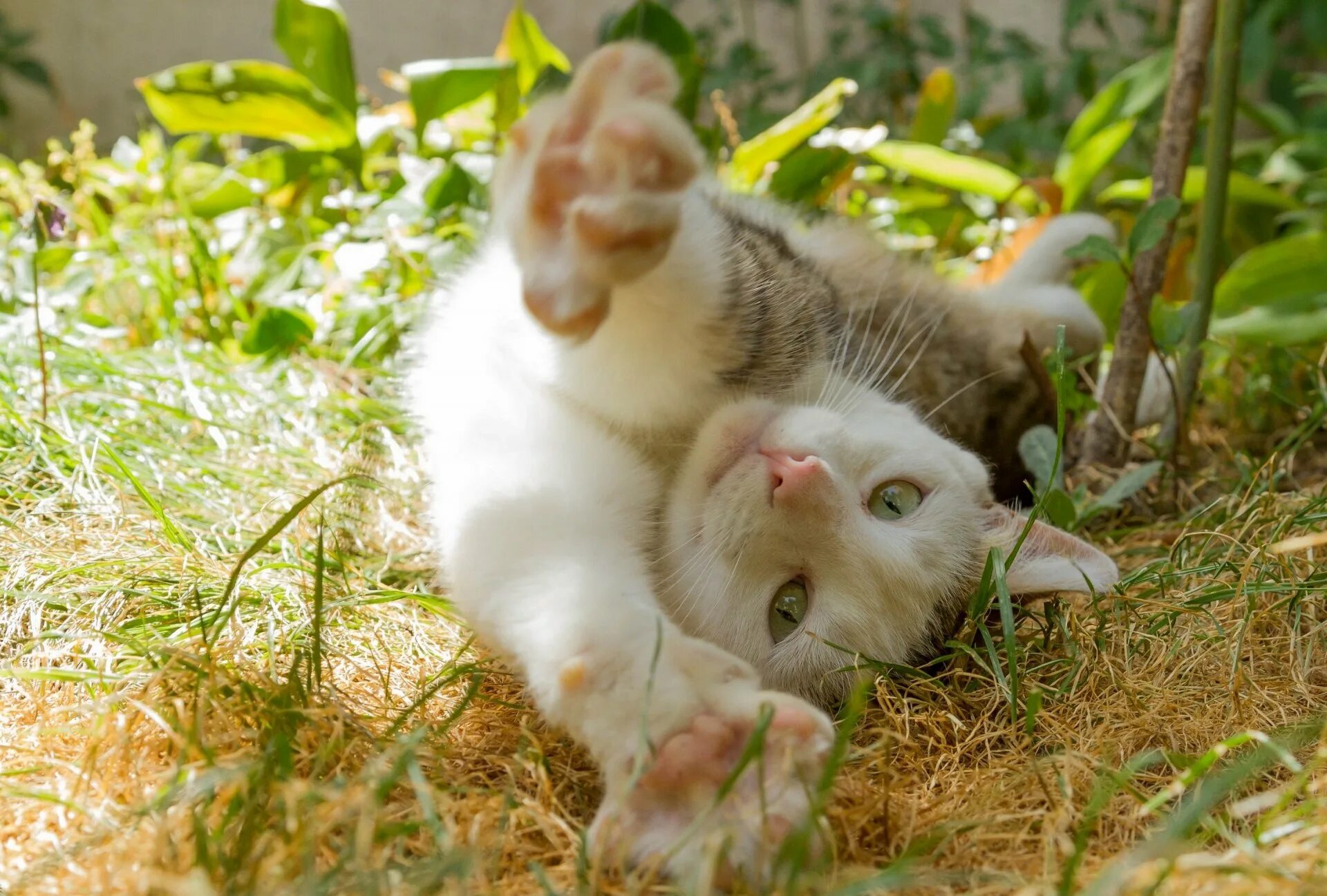 Добрые котята фото. Забавные животные. Лето животные. Котики летом. Кошка на природе.