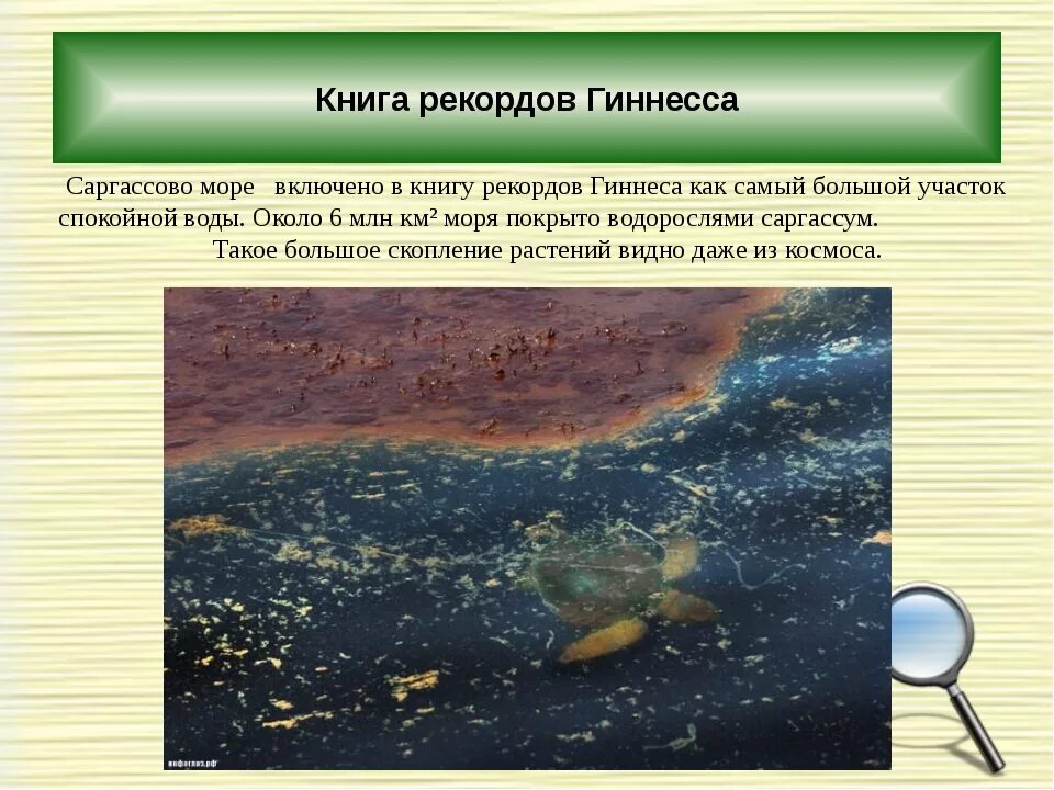 Саргассово какой океан. Атлантический океан Саргассово море. Гамильтон Саргассово море. Саргассово море интересные факты. Саргассово море презентация.