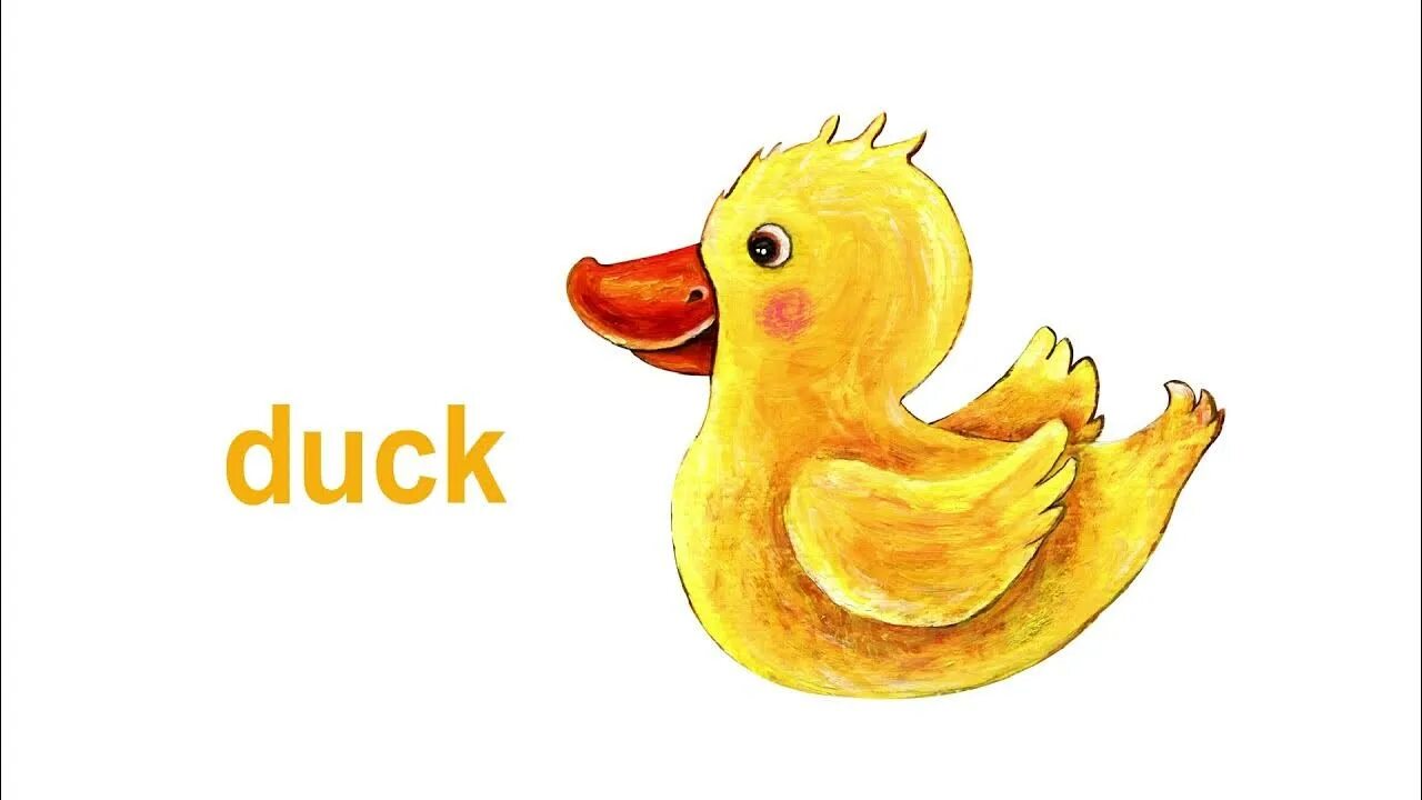 D is for Duck. Letter d is for Duck. Duck карточка на английском. Английские утки.