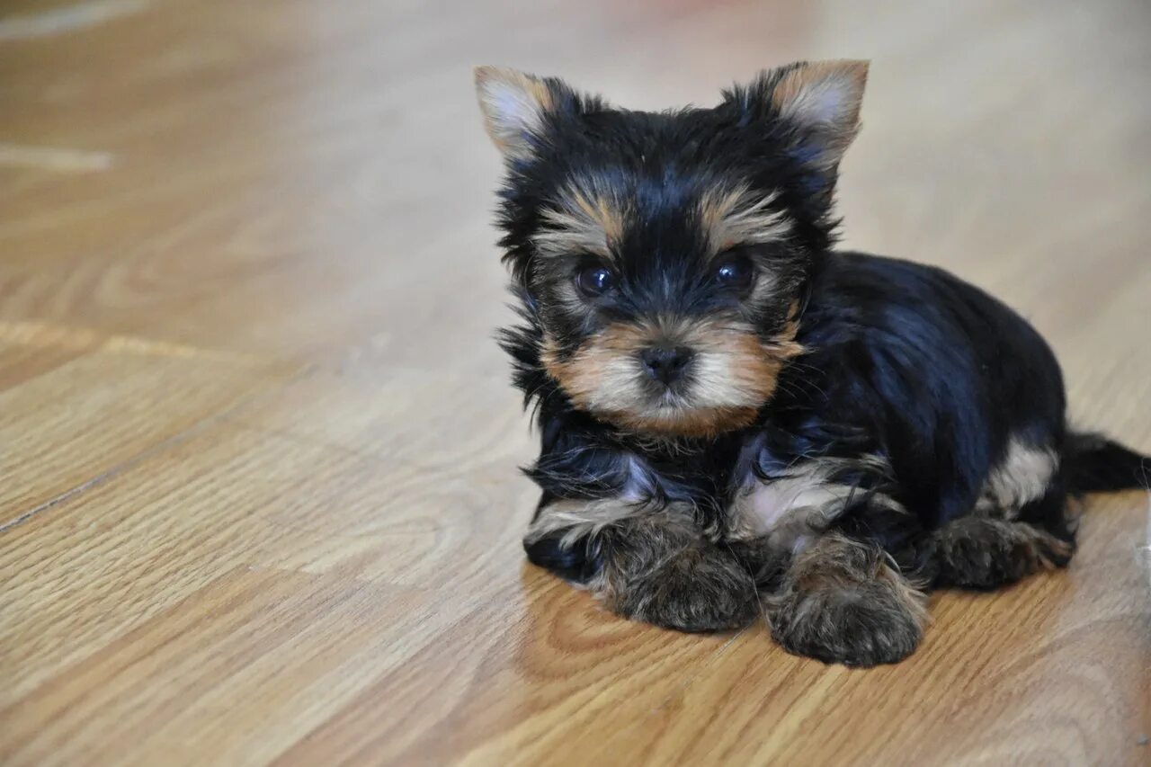 отзывы владельцев йоркширских терьеров минусы