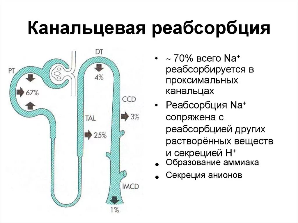 Фильтрация реабсорбция секреция. Фильтрация реабсорбция секреция в почках. Регуляция канальцевой реабсорбции схема. Реабсорбция в проксимальных канальцах схема. Нефрон ультрафильтрация