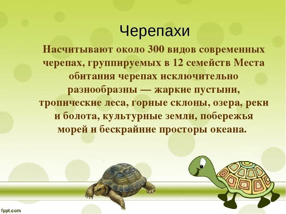 Почему черепахи издают звуки. Факты о черепахах для детей. интересные черепахи. черепаха для детей. о черепахе детям кратко.