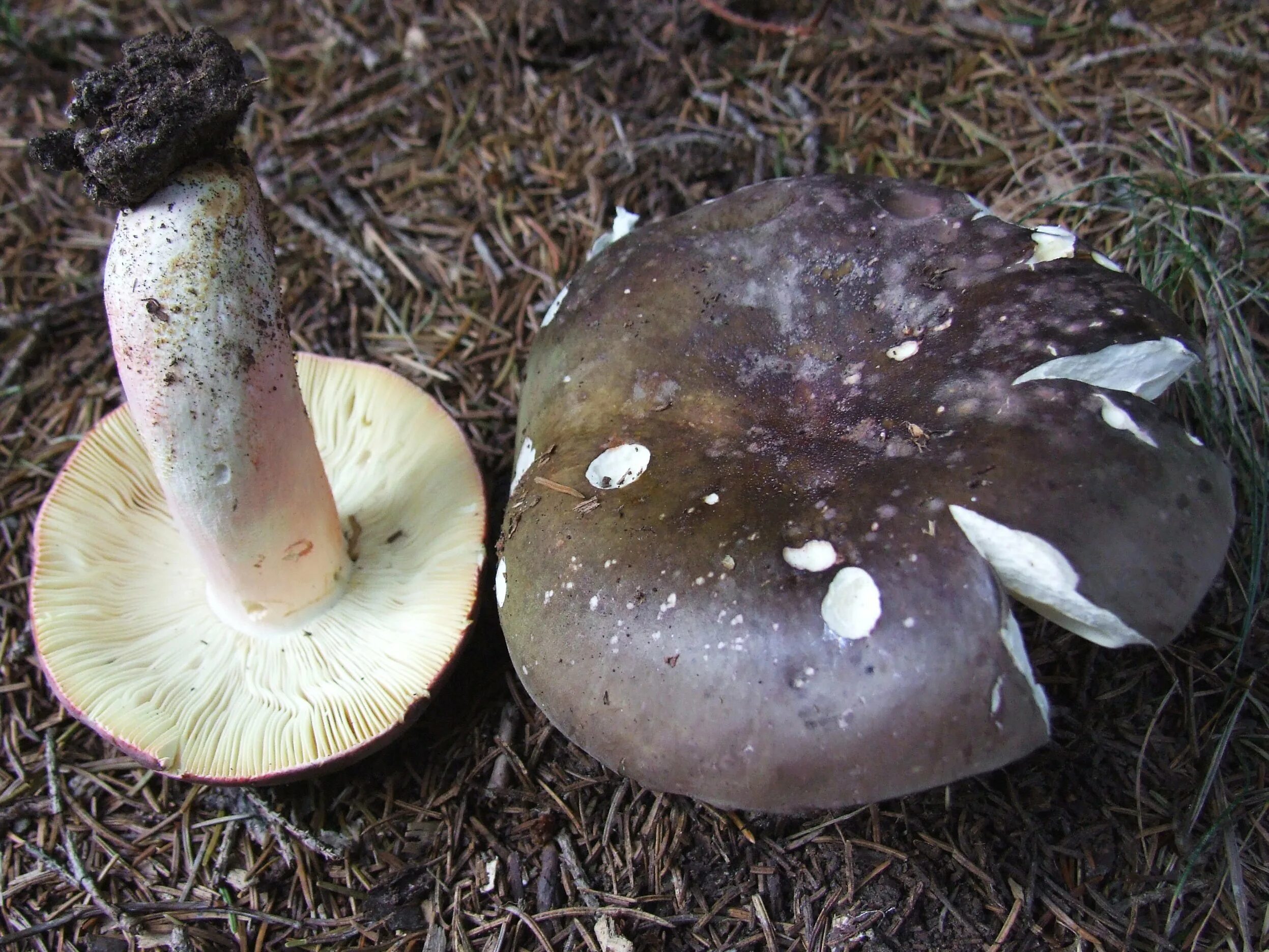 Белый гриб коричневая ножка. Russula cyanoxantha. Гриб Russula cyanoxantha. Сыроежка с толстой ножкой. Сыроежка синяя (Russula azurea).