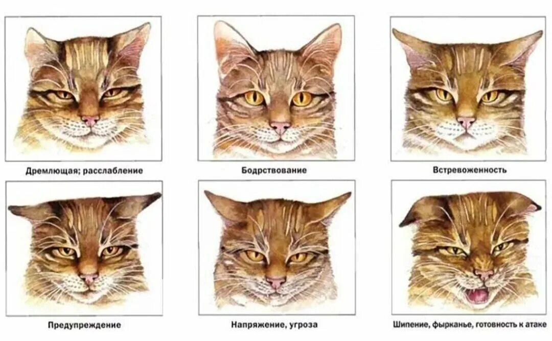 Эмоции кота по ушам. Эмоции кошки по ушам. Морды кошек разных пород. Поведение кошек.