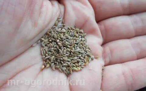 Чтобы семена петрушки быстро взошли