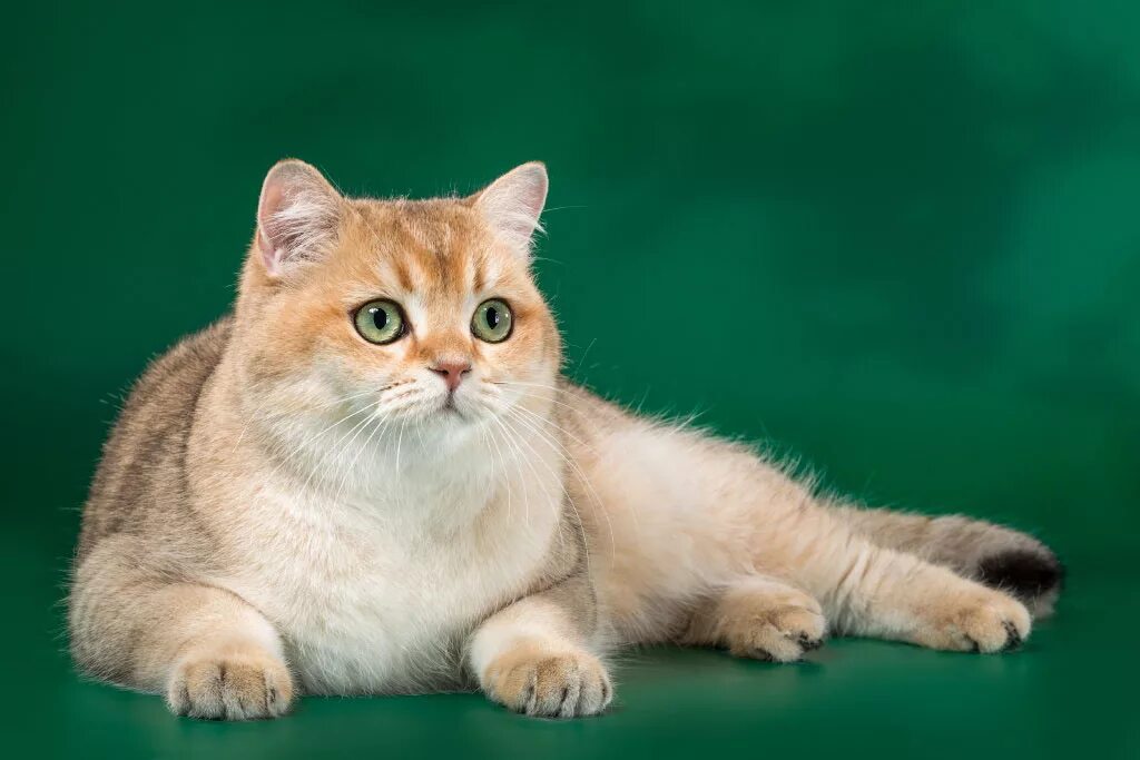 Шотландская золотая тикированная шиншилла. Британская шиншилла золотая тикированная. Британская короткошерстная тикированный золотистый. Окрас золотая. Окрас золотая.