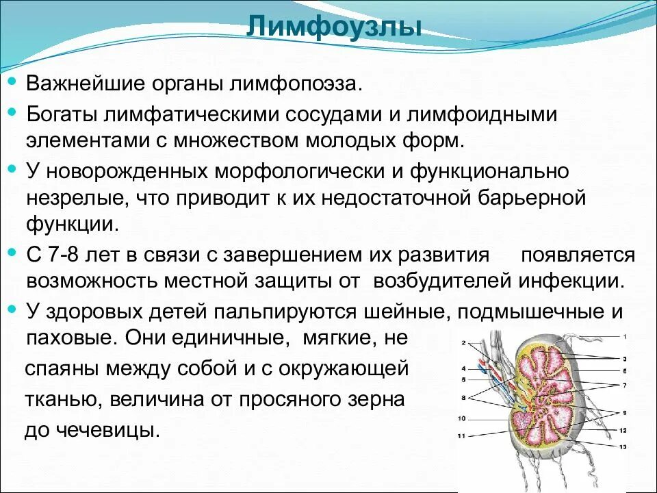 Лимфатический узел какой врач. Лимфатические сосуды анатомо-физиологическая характеристика. Особенности строение лимфатического узла у детей. Лимфатические узлы анатомо-физиологическая характеристика. Лимфатическая система новорожденного.