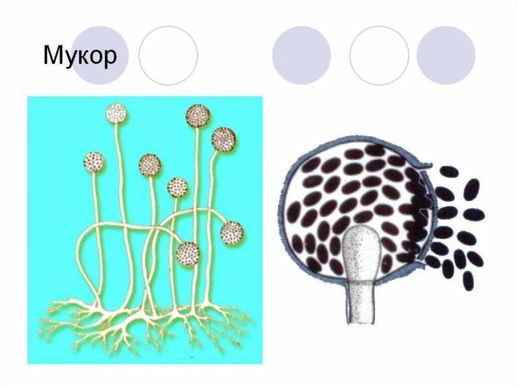 Рассмотрите изображение шести организмов пеницилл мукор. Мукор форма спорангия. Мукор схема. Грибок мукор. Роль мукора.