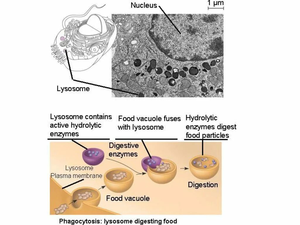 Слияние лизосомы с фагоцитозным пузырьком. Фагоцитоз лизосома. Лизосомы пиноцитоз и фагоцитоз. Лизосомы фагоцитирующих клеток.. Фагоцитоз строение.