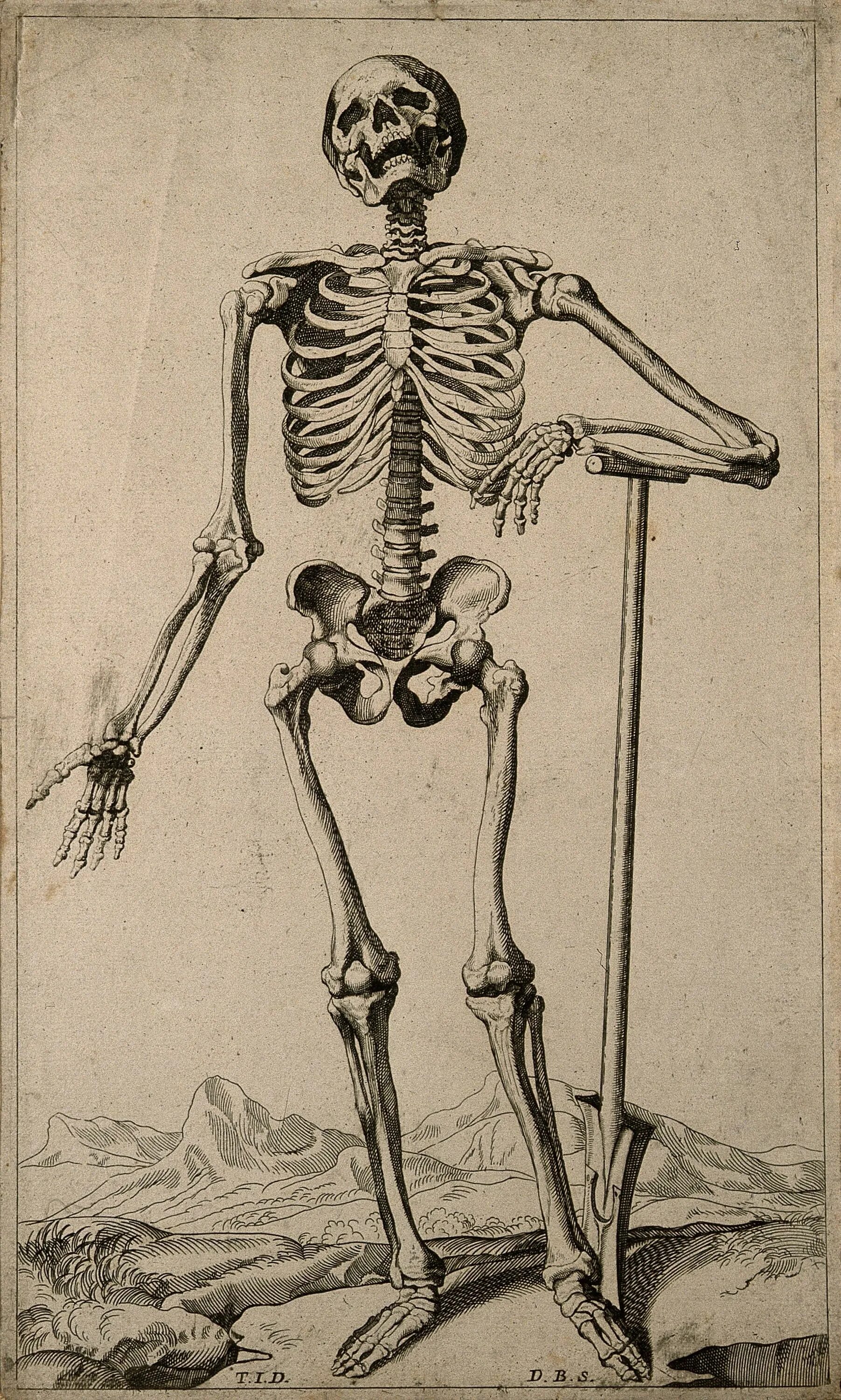 Андреас Везалий скелет. Уильям ЧЕСЕЛДЕН скелет человека. Скелет стоящего человека Везалий.