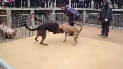 Шаблий питбуль бой