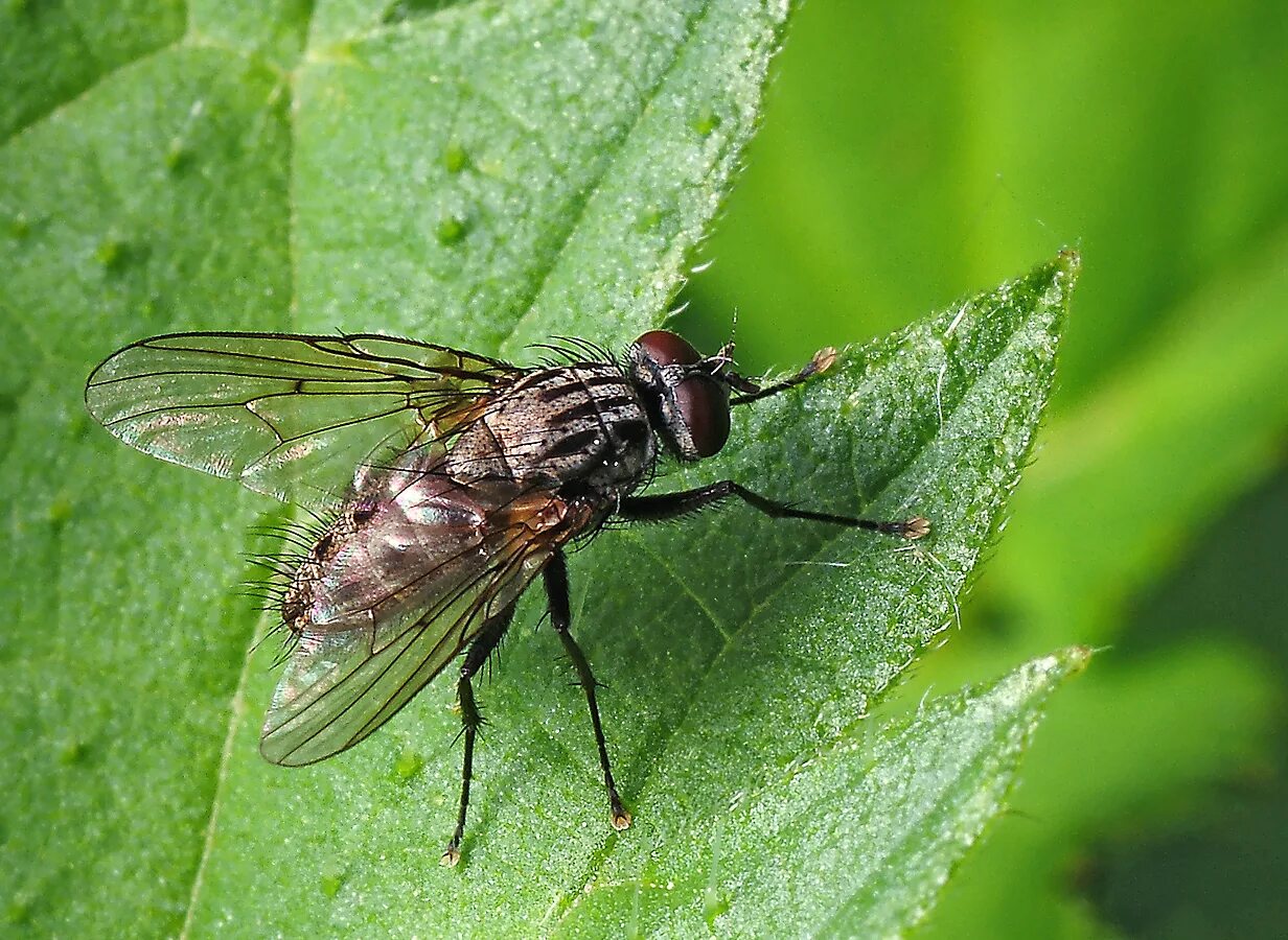 Семейство мухи настоящие - Muscidae. Муха Мусцида. Муха настоящая. Самки мух Muscidae.