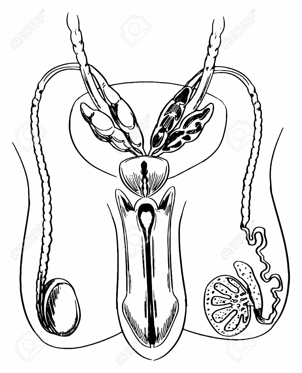 Найти мужской орган. Рисование половых органов. Эскиз члена. Рисование мужского полового органа. Изображение половых органов для детей.