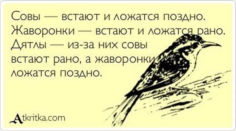 Дятлов я сам себе луна. Шутки про сову и жаворонка. Есть Совы есть Жаворонки а есть дятлы. Шутки про сов и Жаворонков. Афоризмы про сов и Жаворонков.