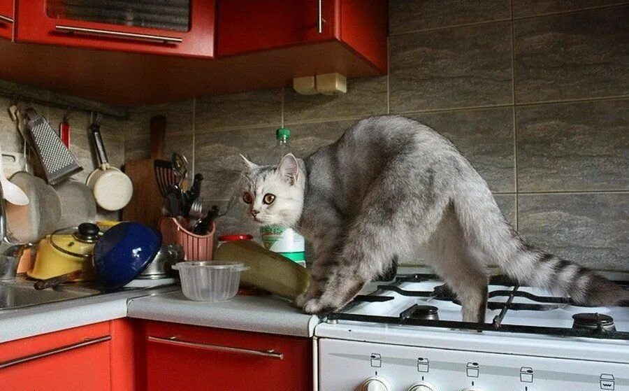 Ну готовлюсь. Вы готовы картинка. Кошки на кухне фото. Знаешь что мне сейчас нужно. Ну готовлюсь.
