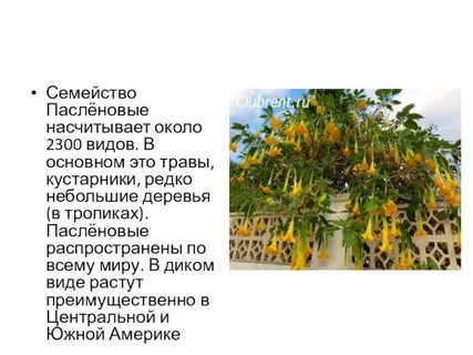 Семейство факт