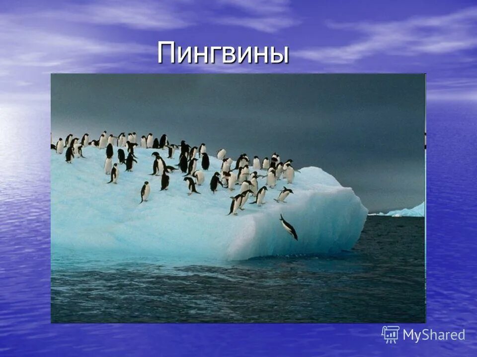 Южный океан 7 класс. Где живёт Пингвин?. Южный океан презентация 2 класс. Небольшая информация о Южном океане. Крупнейшие острова антарктического океана.