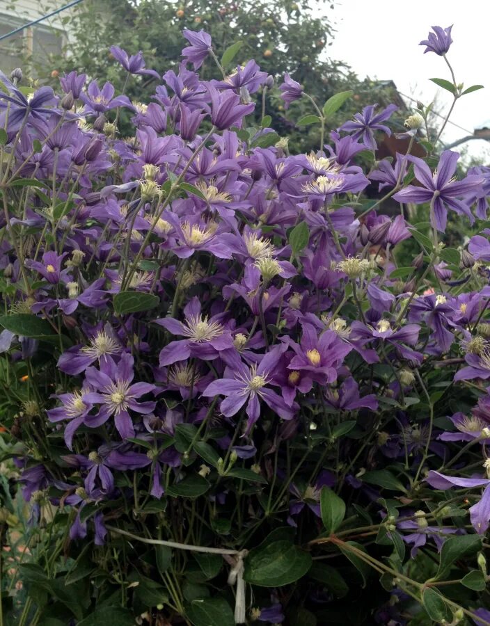 Arabella' - nonclinging sprawler Ornamental horticulture, Clematis, Edible garde
