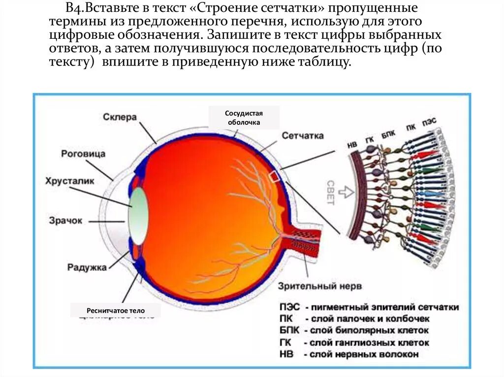 Строение сетчатки рисунок. Строение сетчатки глаза анатомия. Сетчатка глаза строение слои. Структура сетчатки глаза анатомия. Функциональные слои сетчатки глазного яблока.