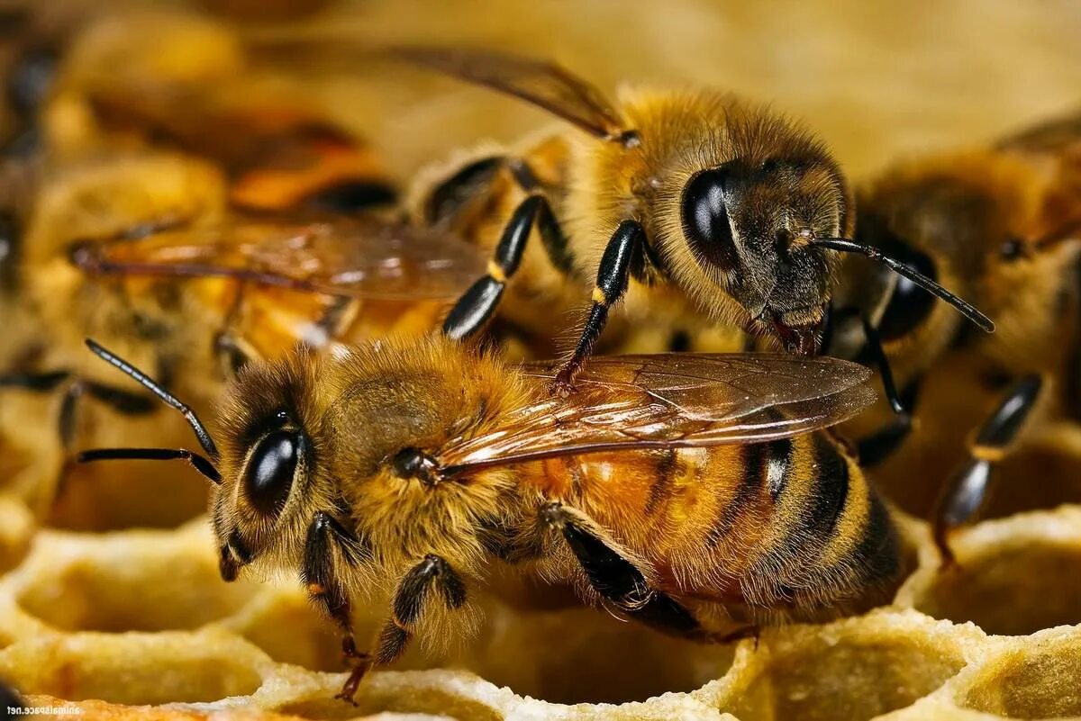 Домашние насекомые пчелы. Краинская порода пчел. Медоносная пчела улей. Медоносная пчела отряд. Африканская медоносная пчела.