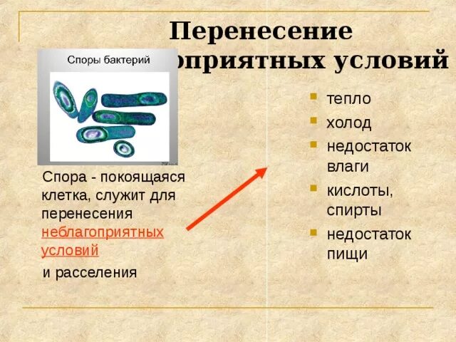 Бактерии образующие споры в неблагоприятных условиях. Неблагоприятные условия для бактерий. Перенесение неблагоприятных условий бактериями. Способы перенесения неблагоприятных условий у бактерий. Как бактерии переносят неблагоприятные условия.